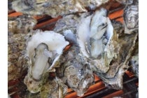 【岐阜・うずら・羽島発】*日帰り昼食付*『鳥羽浦村かき小屋 焼きかき・蒸しかき食べ放題!』1